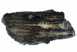 Mammoth Molar Slice With Case - South Carolina #291123-1